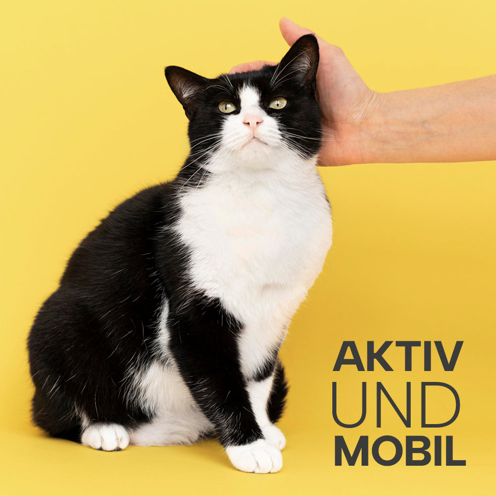 Katze wird gestreichelt vor gelben Hintergrund