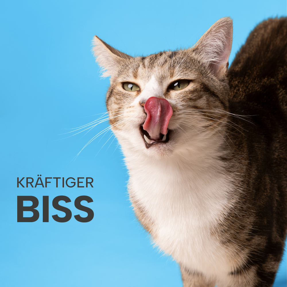 Katze leckt sich den Mund und zeigt Zähne