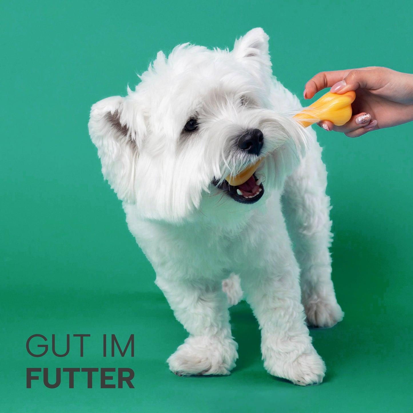 Weißer Hund mit Knochen