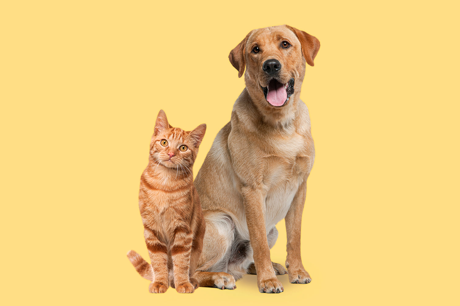 Hund und Katze vor gelben Hintergrund