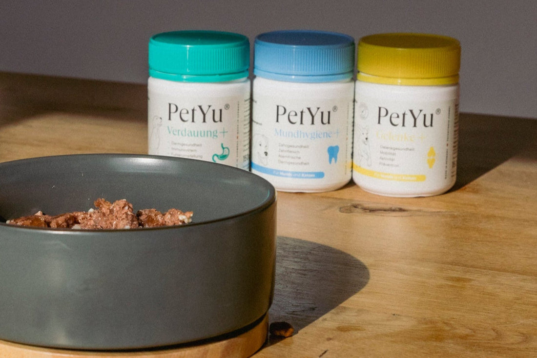 6 Zeichen, dass dein Hund dich liebt – und wie du sein Wohlbefinden mit richtiger Pflege unterstützen kannst