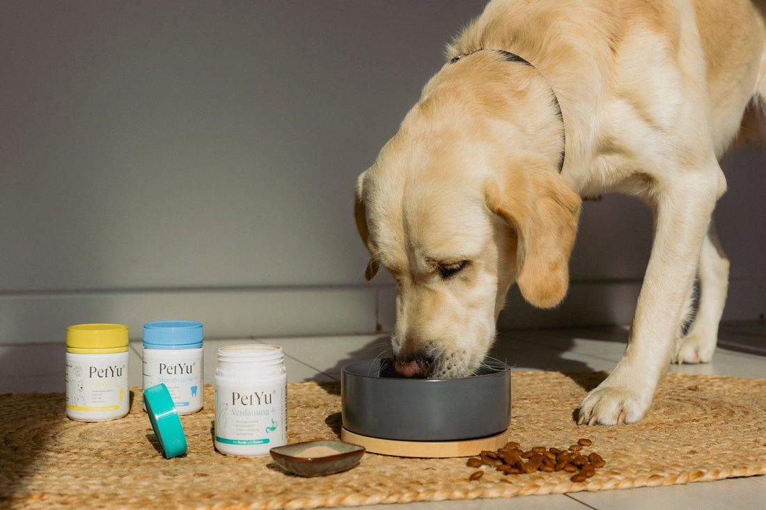 Salmonellen-Gefahr bei BARF: Was du wissen musst, um deinen Hund zu schützen