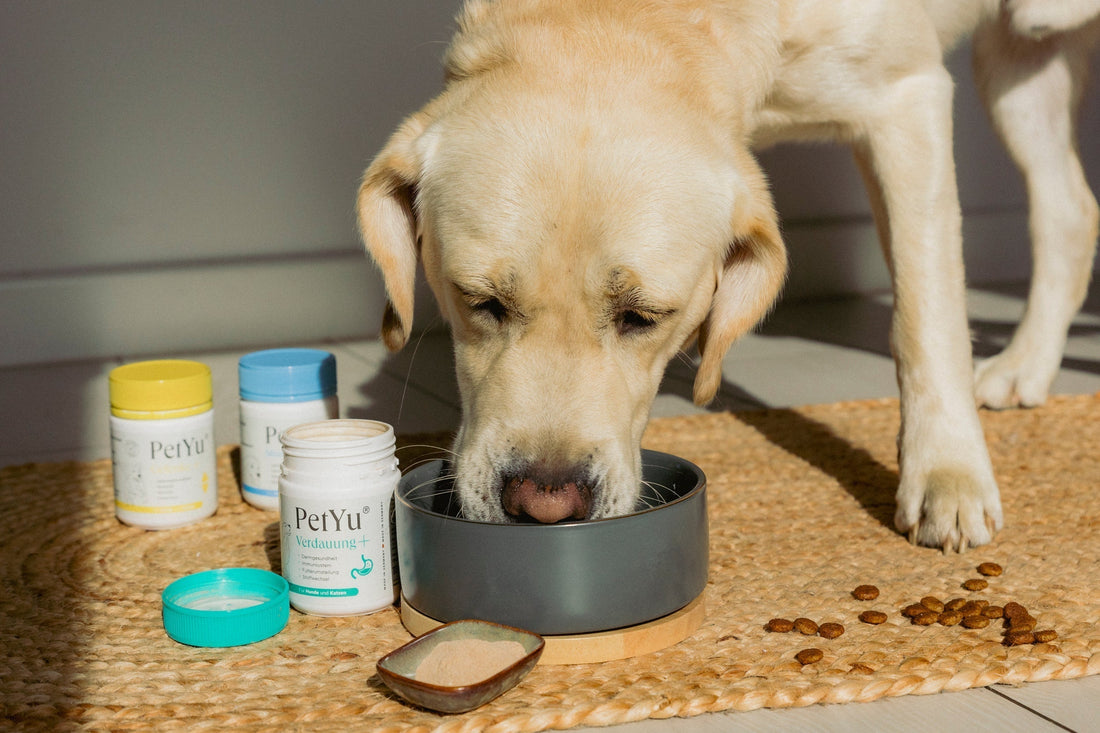 Blähungen und aufgeblähter Bauch beim Hund – Ursachen, Symptome und Hilfe