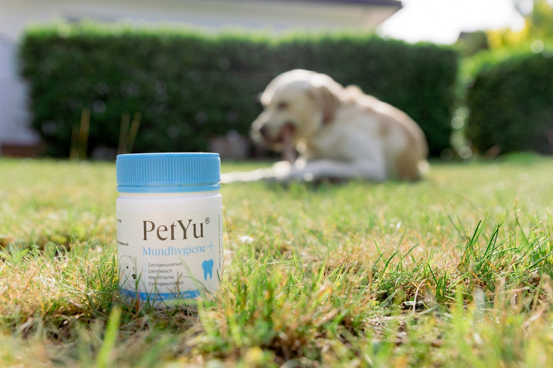 Zähne zeigen! PetYu Mundhygiene+ revolutioniert die Zahnpflege bei Haustieren