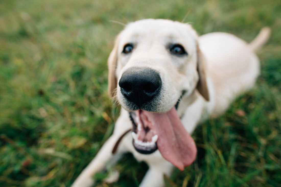 Hund frisst Gras – harmlos oder ein Zeichen für Magenprobleme?