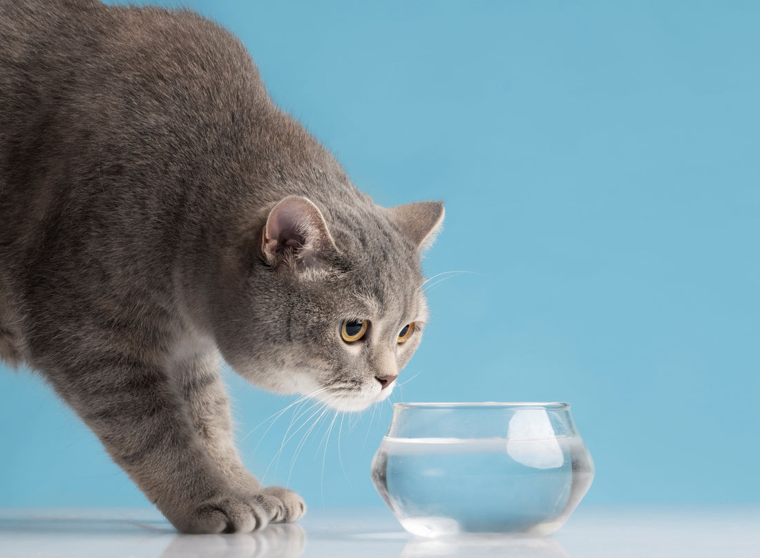 Eine Katze trinkt aus einem Napf