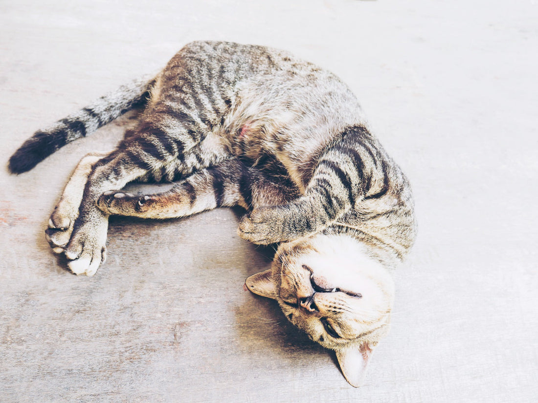 Gelenk- und Knochenprobleme bei Katzen