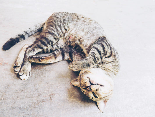Gelenk- und Knochenprobleme bei Katzen
