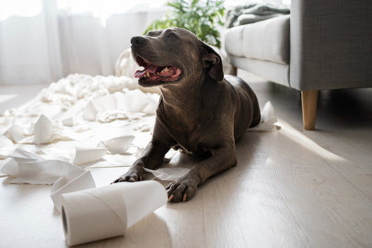 Hund hat nach Antibiotika Durchfall