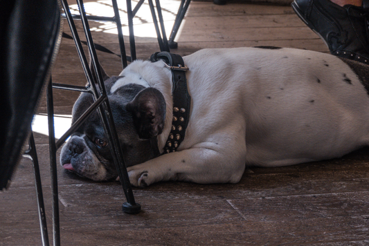 Hund liegt auf dem Boden mit aufgeblähtem Bauch.