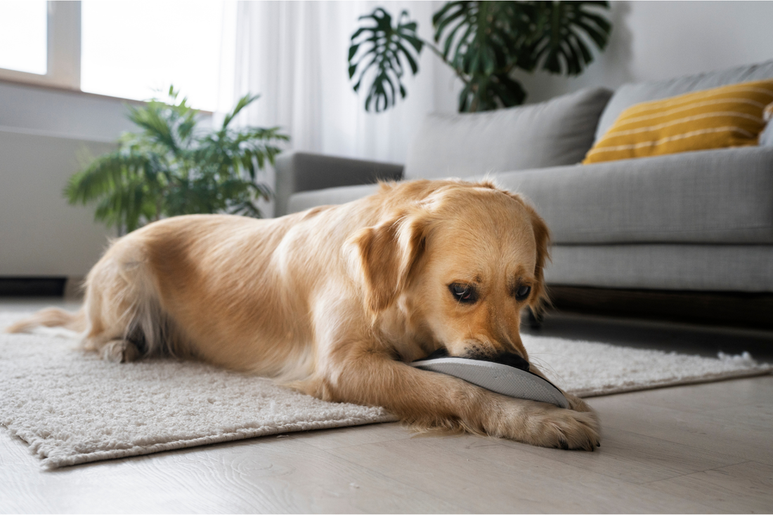 Darmentzündung beim Hund – Ursachen, Symptome und Behandlung