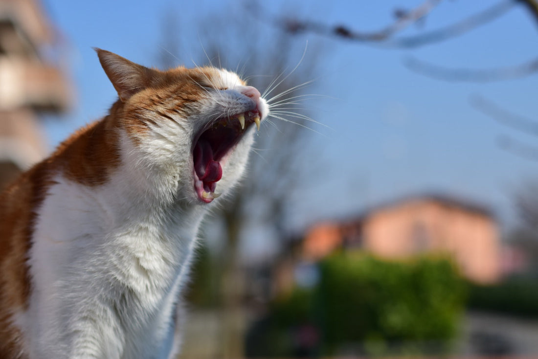 Warum Katzen so selten eine Zahnreinigung bekommen