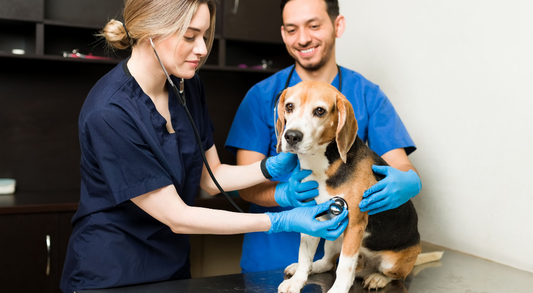 Tierarzt untersucht Hund