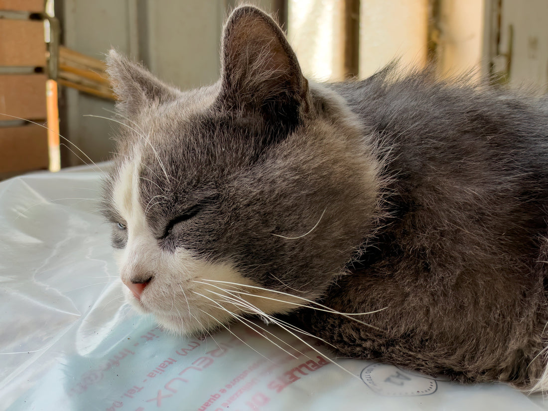 Verdauungsprobleme bei Katzen: Warum die Ursache oft im Futter liegt
