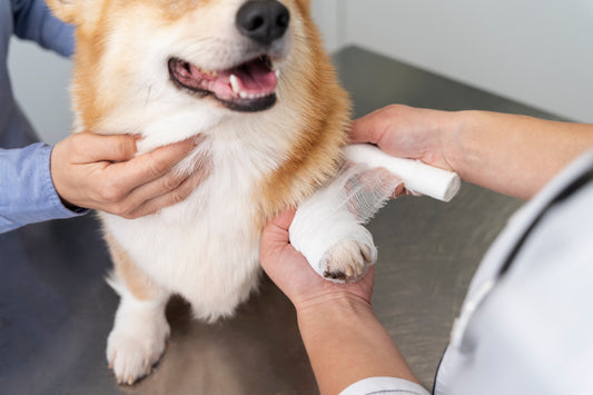 Tierarzt behandelt hinkenden Hund