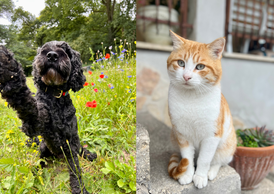 Frühling für dich, Stress für dein Tier? Warum Allergien bei Hund & Katze massiv unterschätzt werden