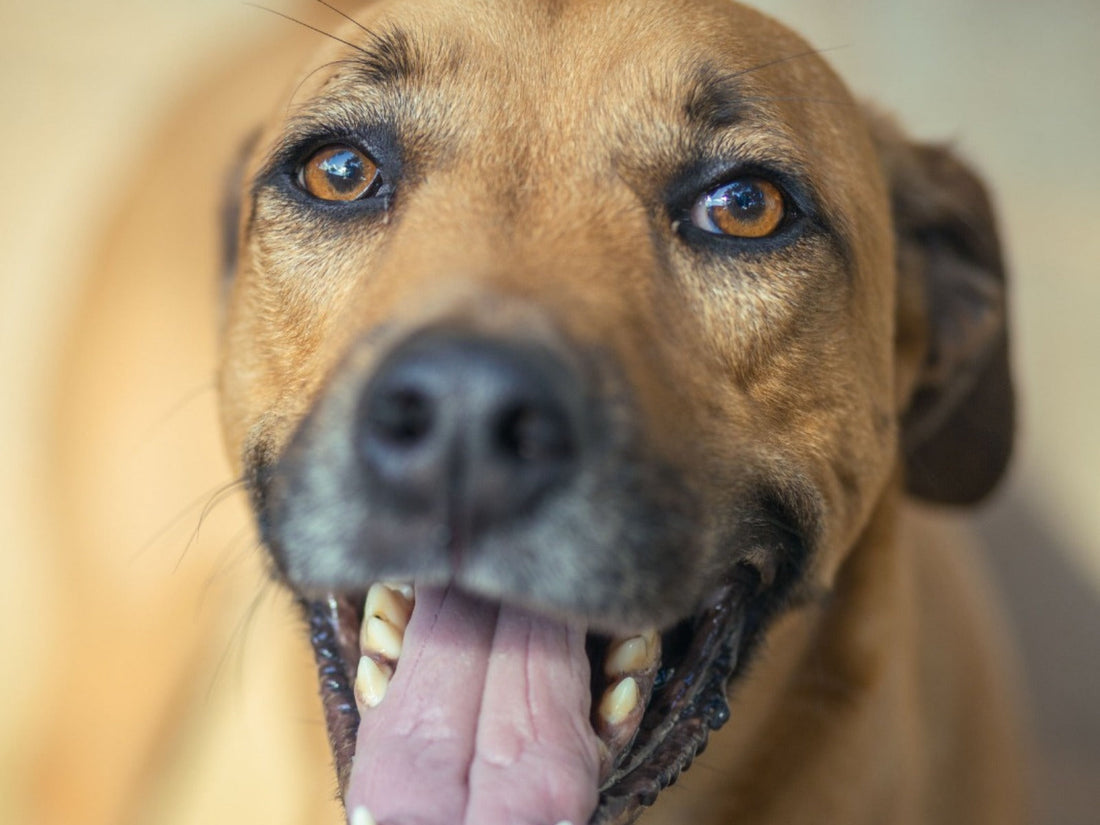 Dog with mouth open