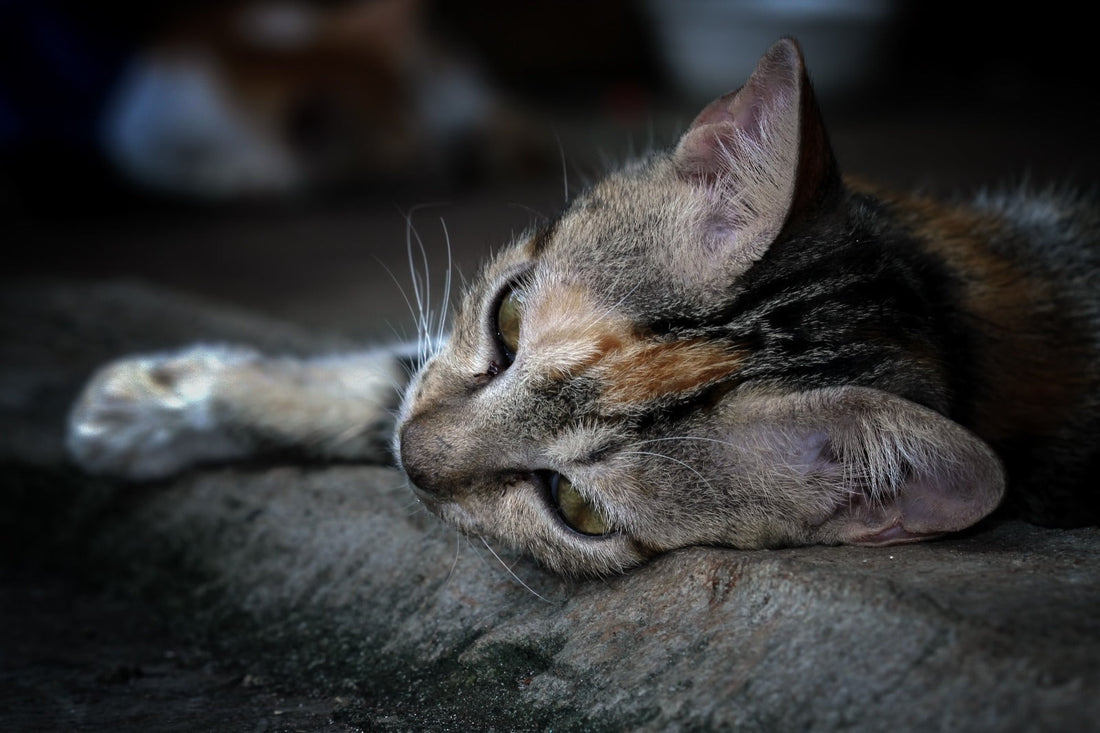 Wie du Gelenkschmerzen bei deiner Katze erkennst, bevor es zu spät ist