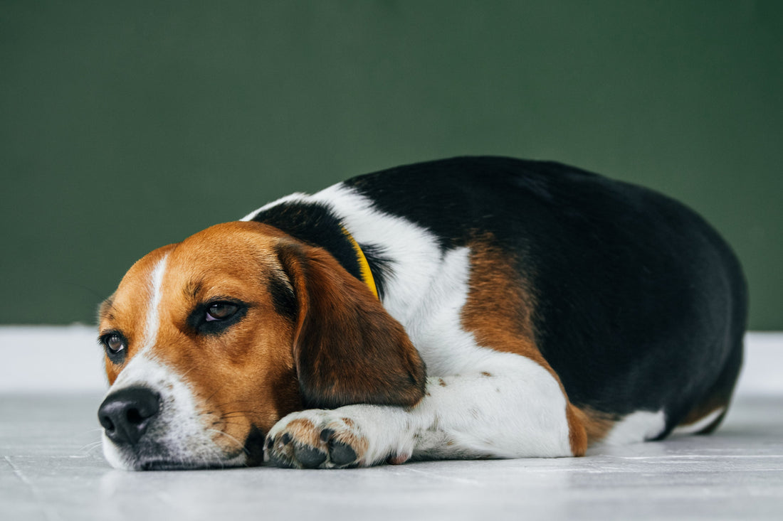 Trauriger Beagle auf dem Boden