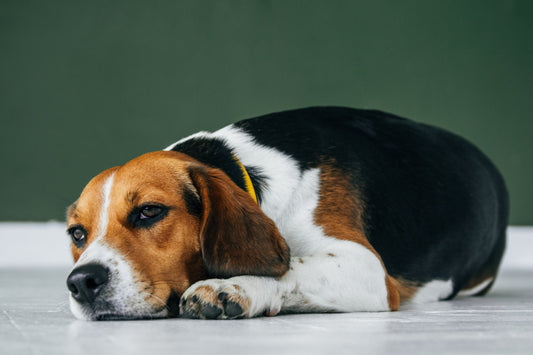 Trauriger Beagle auf dem Boden