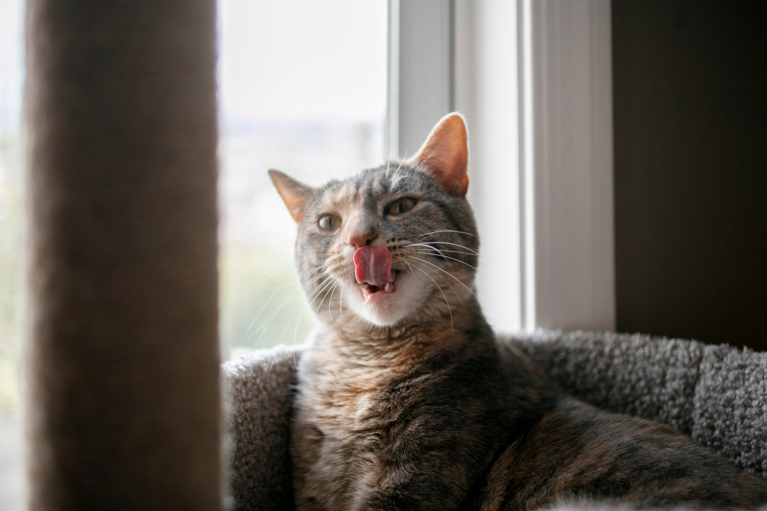 Katze leckt sich die Nase am Fenster