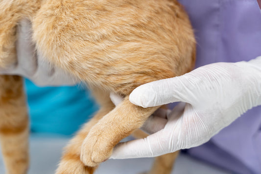 Katze wird vom Tierarzt untersucht