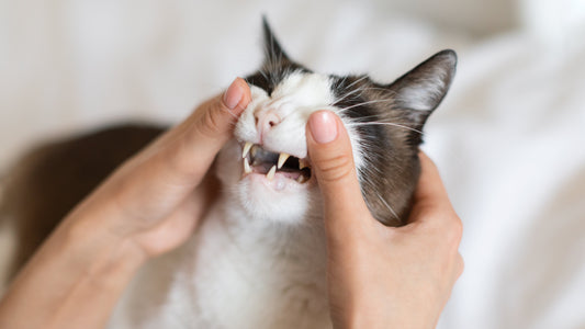 Zähne einer Katze werden untersucht