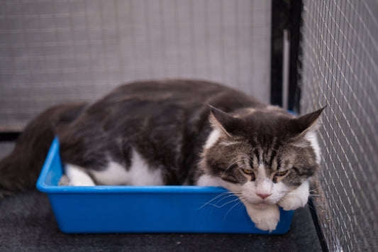 Verstopfte Katze sitzt in einer blauen Katzentoilette