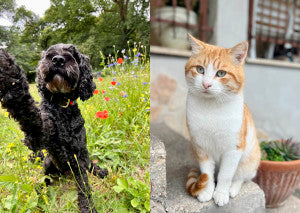 Starke Abwehrkräfte für die kalte Jahreszeit: Warum der Darm über die Gesundheit von Hunden und Katzen entscheidet