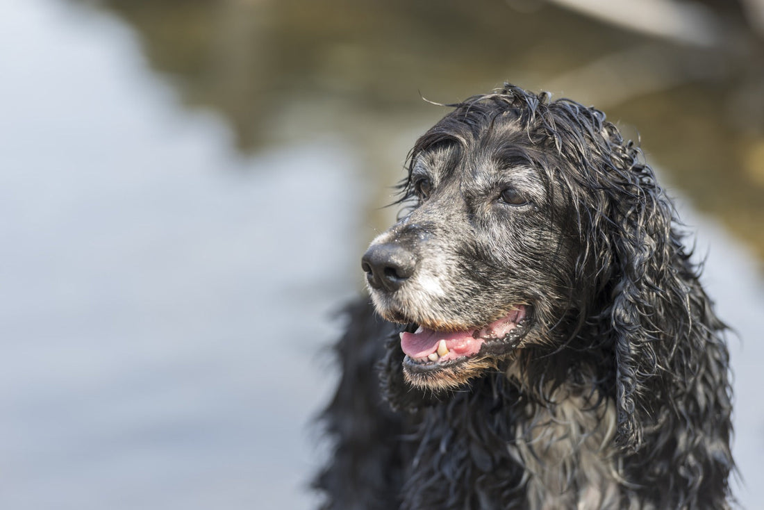 Älterer schwarzer Hund mit grauer Schnauze am Wasser