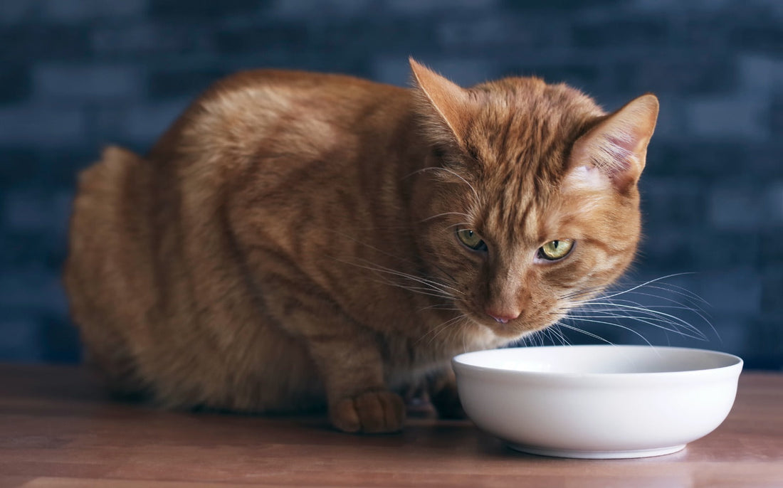 Orangefarbene Katze mit Napf