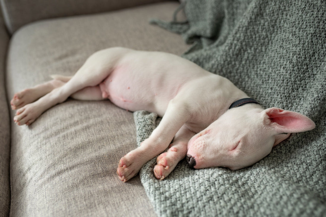 Blähbauch beim Hund verstehen: Ursachen, Warnsignale und die besten Lösungen für einen empfindlichen Magen