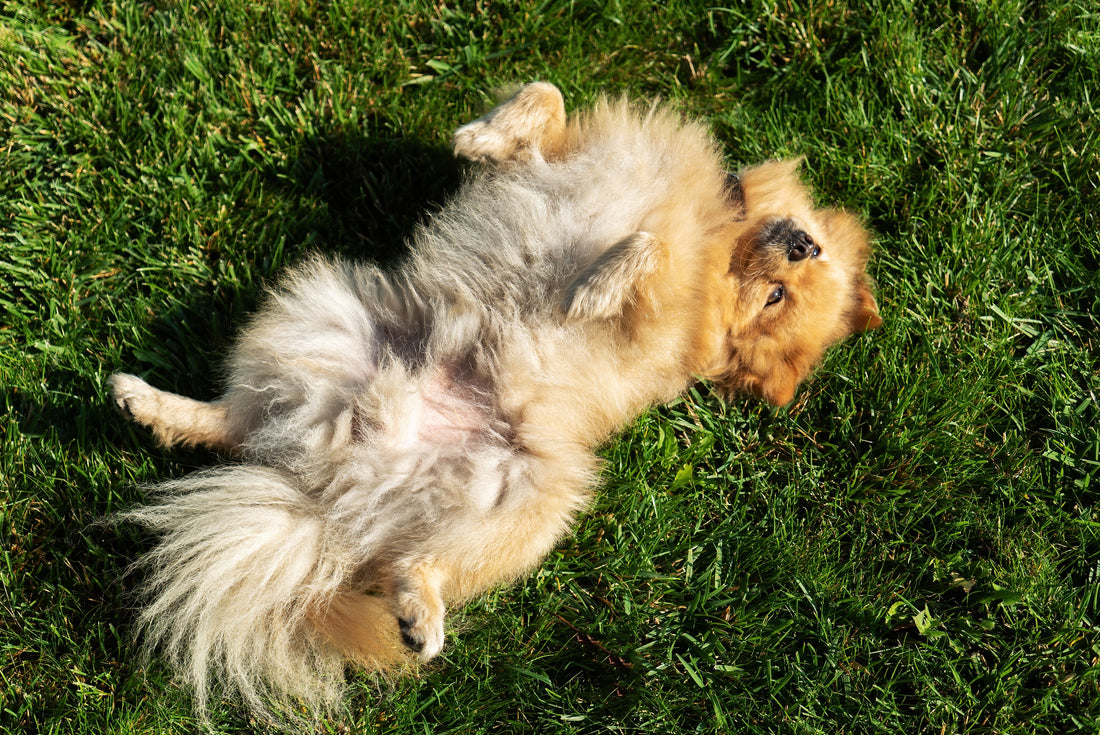 Pomeranian wälzt sich Gras