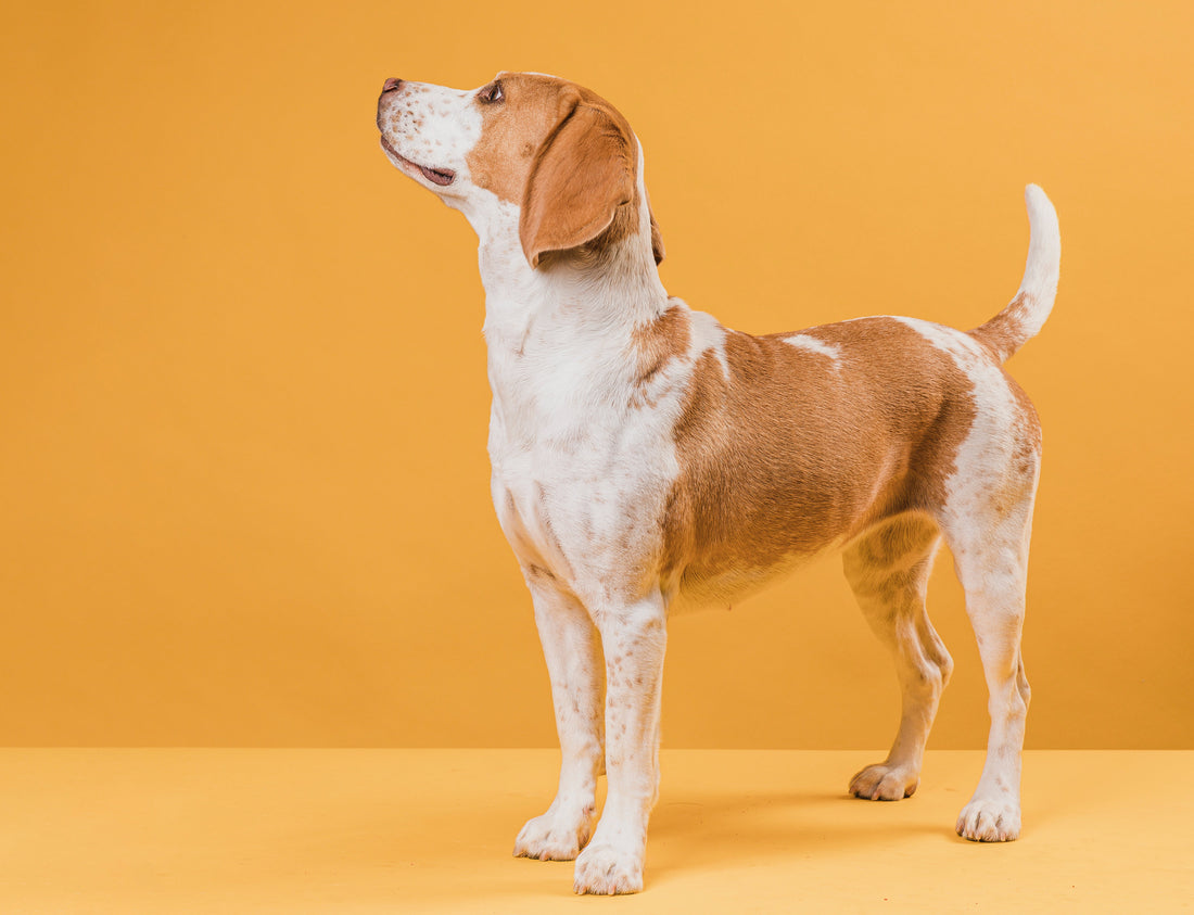 Aufmerksamer Hund vor gelbem Hintergrund