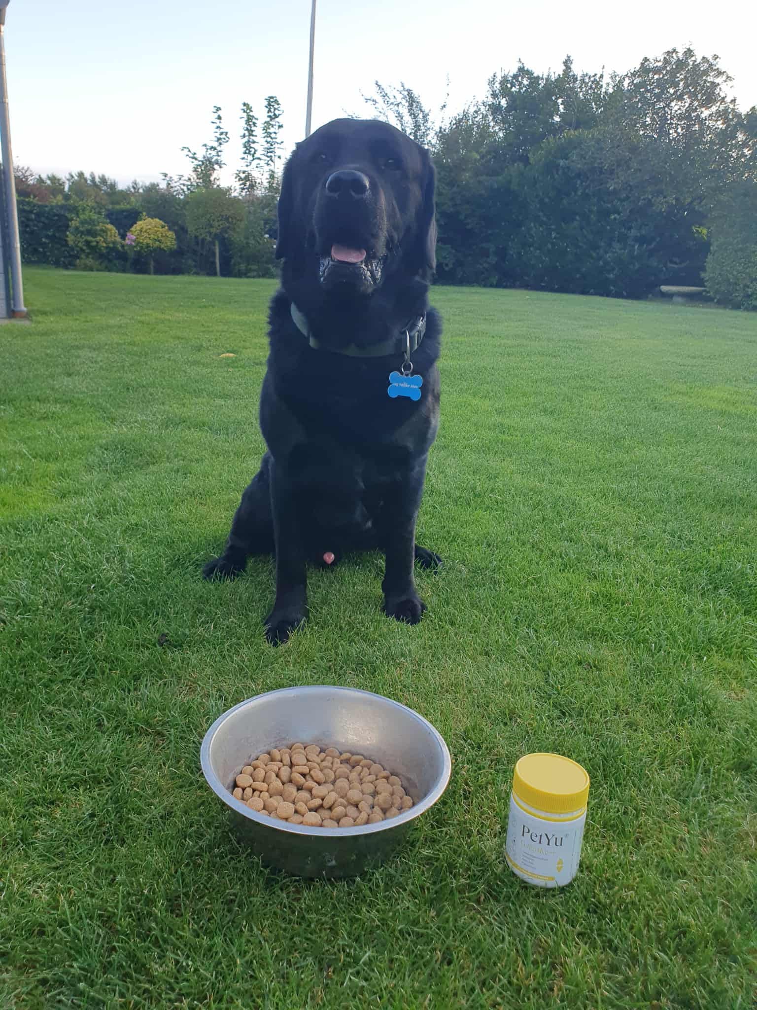 Haustier mit PetYu Verdauung+ – unterstützt Gesundheit und Verdauung