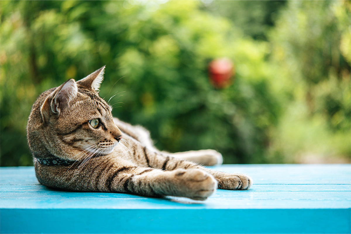 Getigerte Katze liegt in der Natur