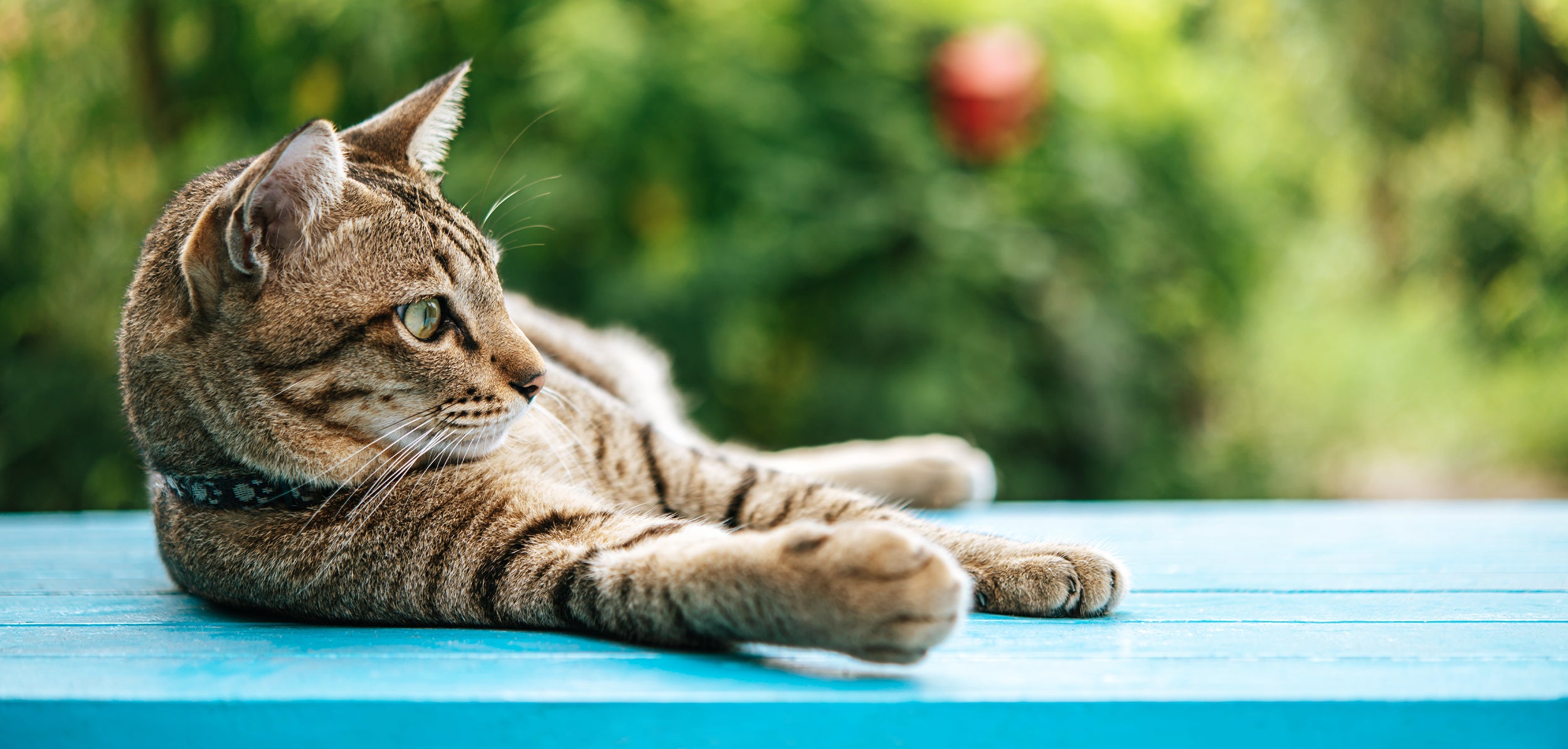 Getigerte Katze liegt in der Natur