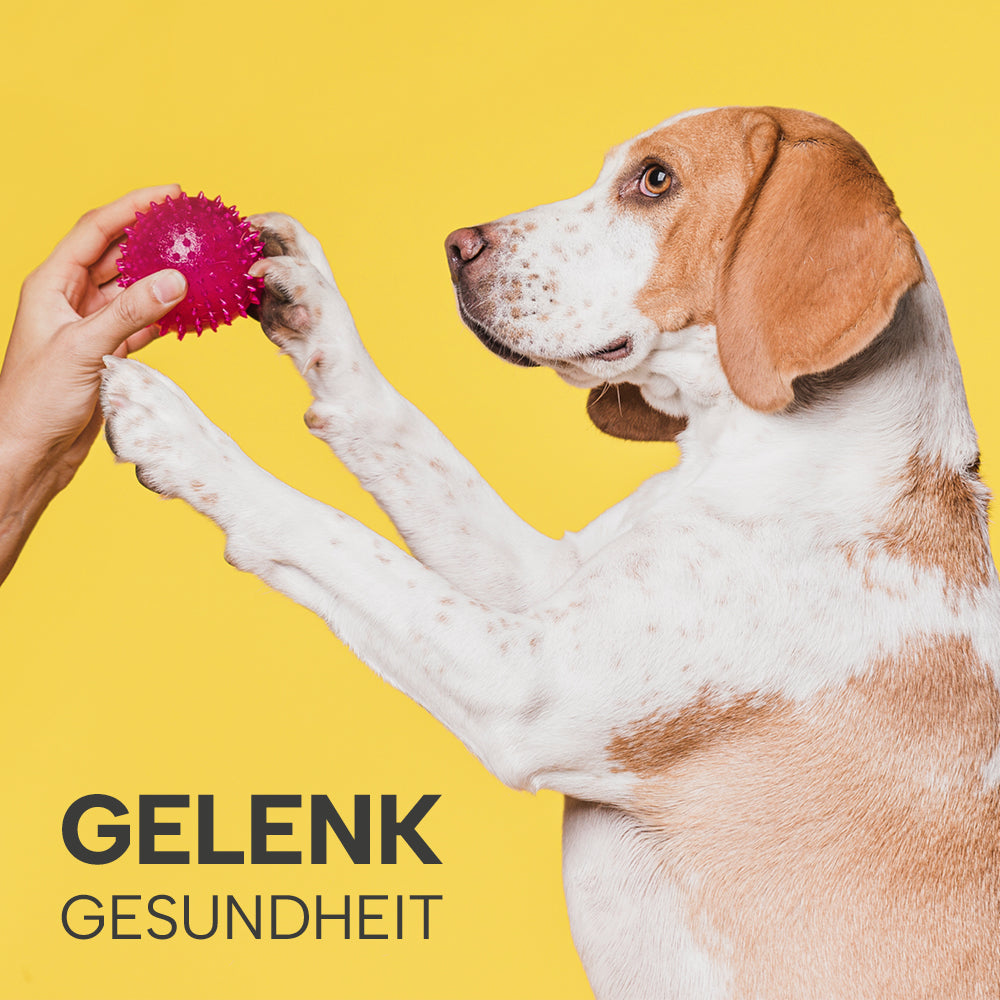 Hund mit Ball vor gelben Hintergrund