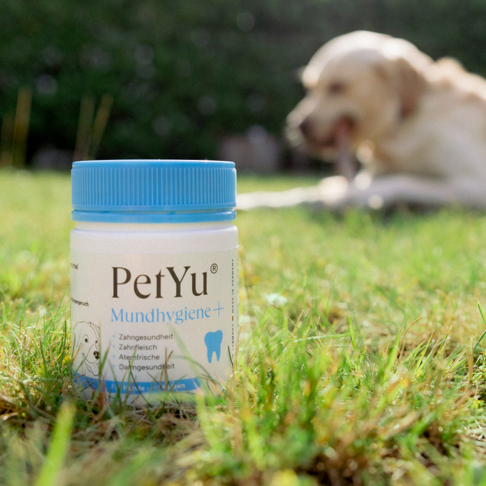 Hund auf Wiese mit Produkt Mundhygiene+ im Vordergrund