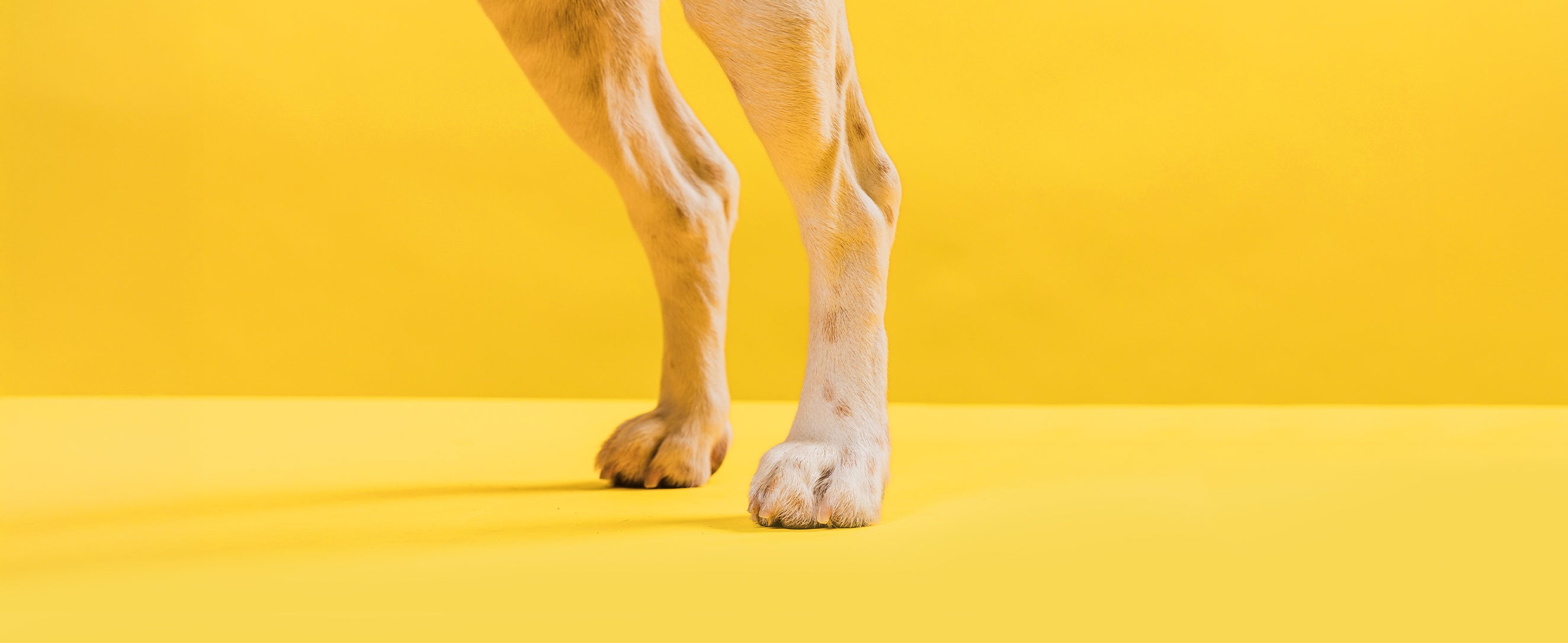 Zwei Hundebeine auf gelbem Hintergrund
