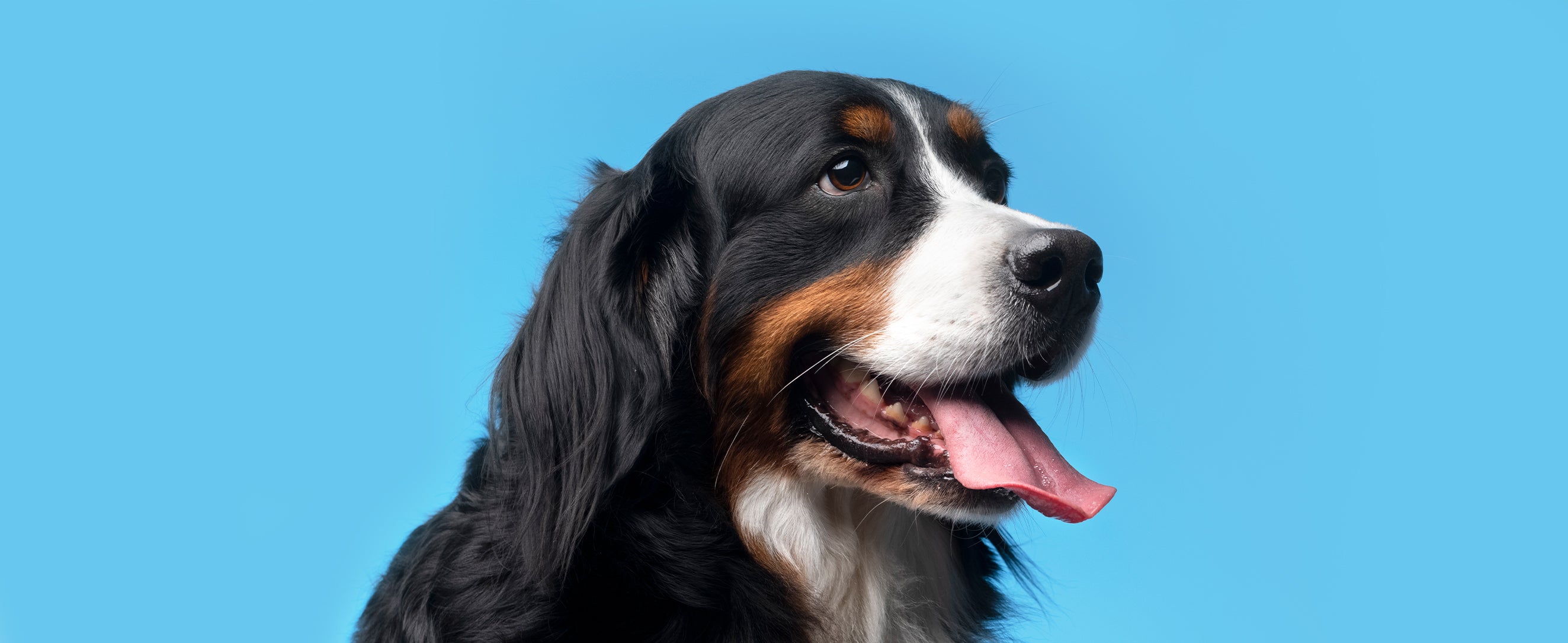 Hechelnder Hund vor blauem Hintergrund