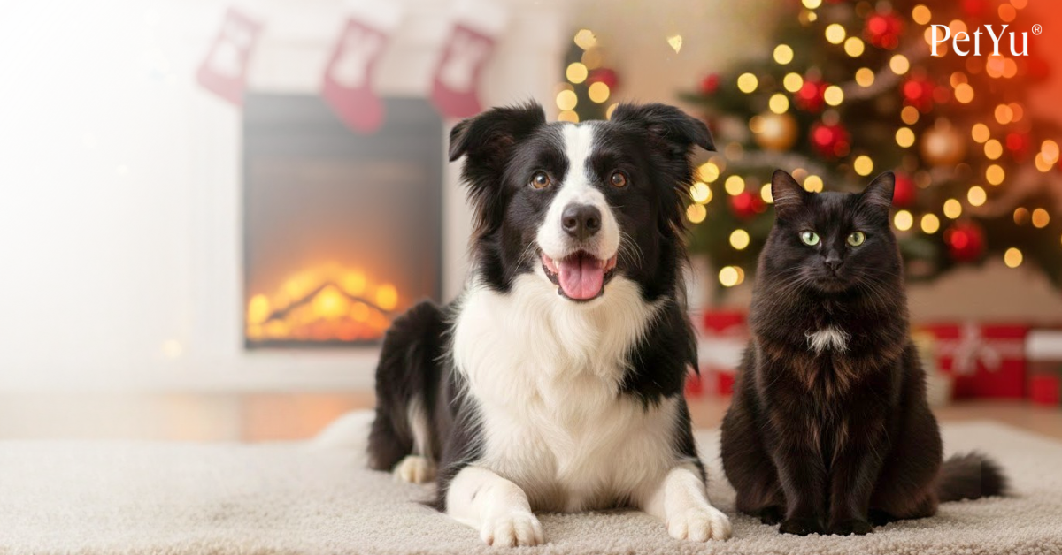 Hund und Katze vor Weihnachtsbaum