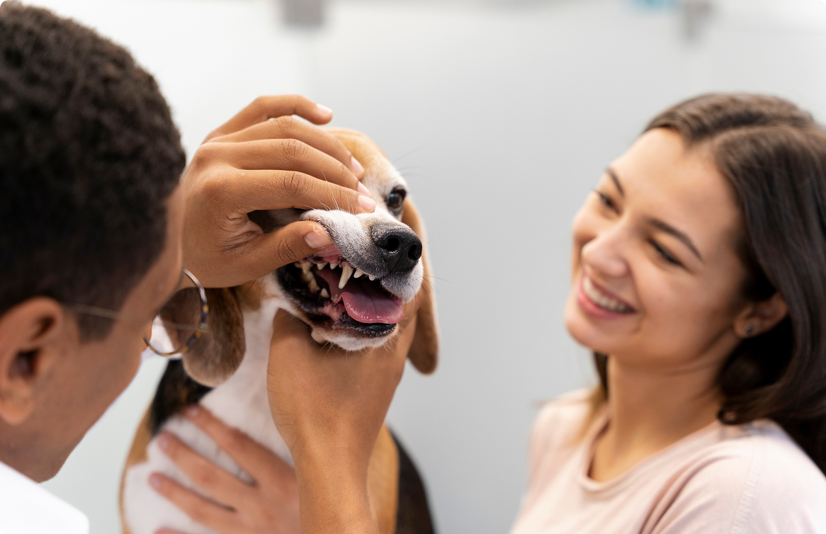 Tierarzt untersucht Zähne eines Beagles mit lächelnder Besitzerin