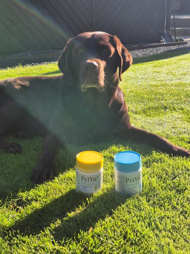 Haustier genießt die Sonne neben PetYu Ergänzungsfutter – für Gelenke und Verdauung