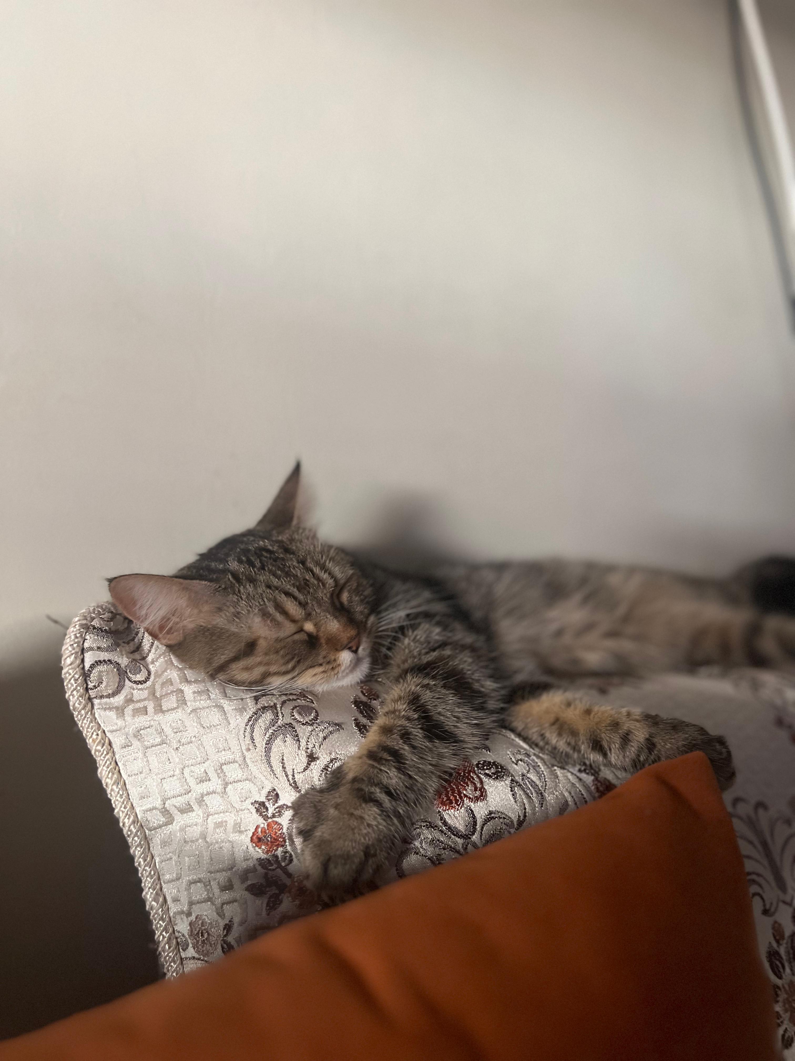 Schlafendes Haustier – entspanntes Wohlbefinden durch gesunde Ernährung