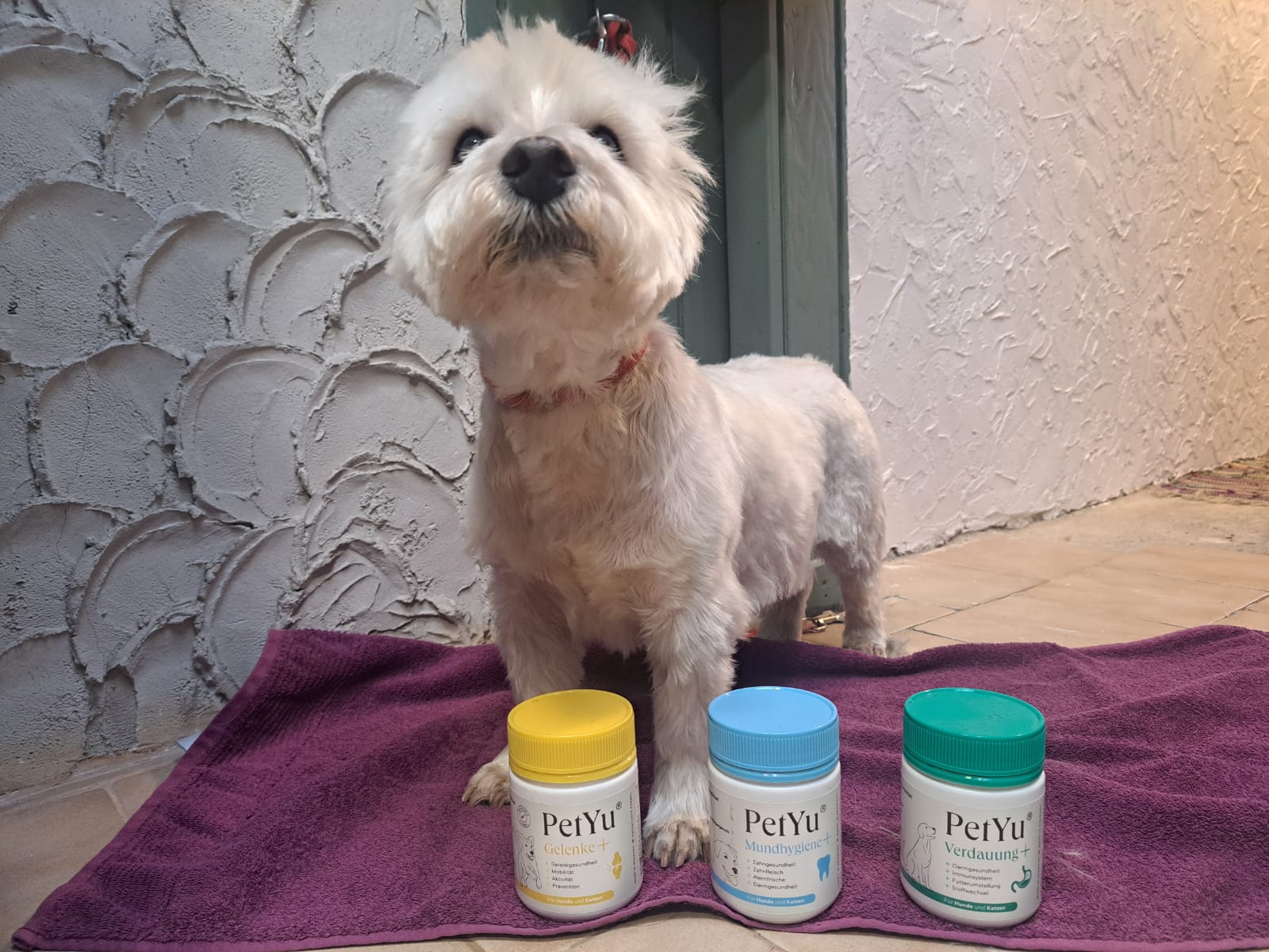 Haustier mit PetYu Gelenke+, Mundhygiene+ und Verdauung+ – ganzheitliche Pflege