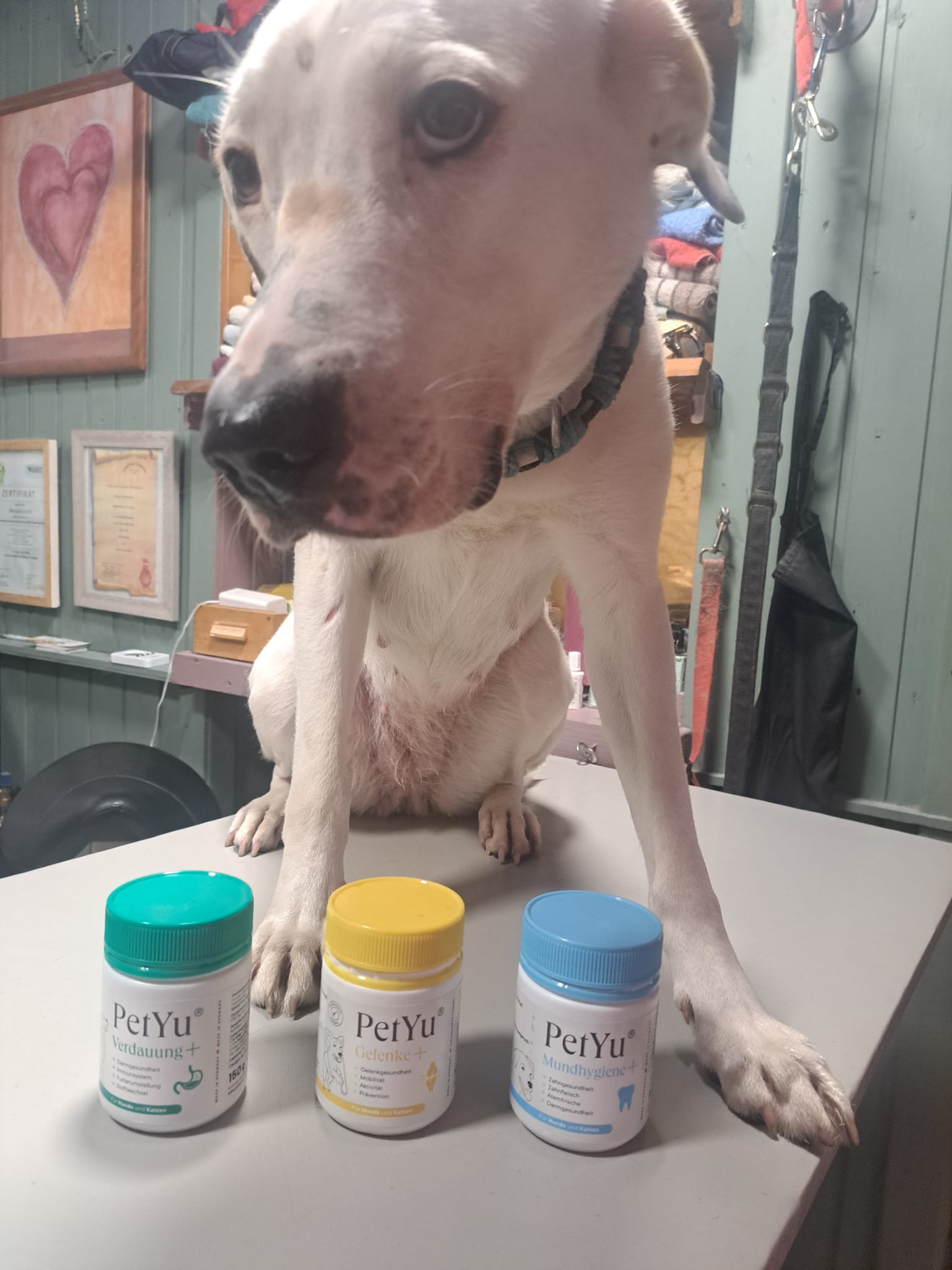 Haustier mit PetYu Ergänzungsfutter für Verdauung, Gelenke und Mundhygiene – für Hunde und Katzen