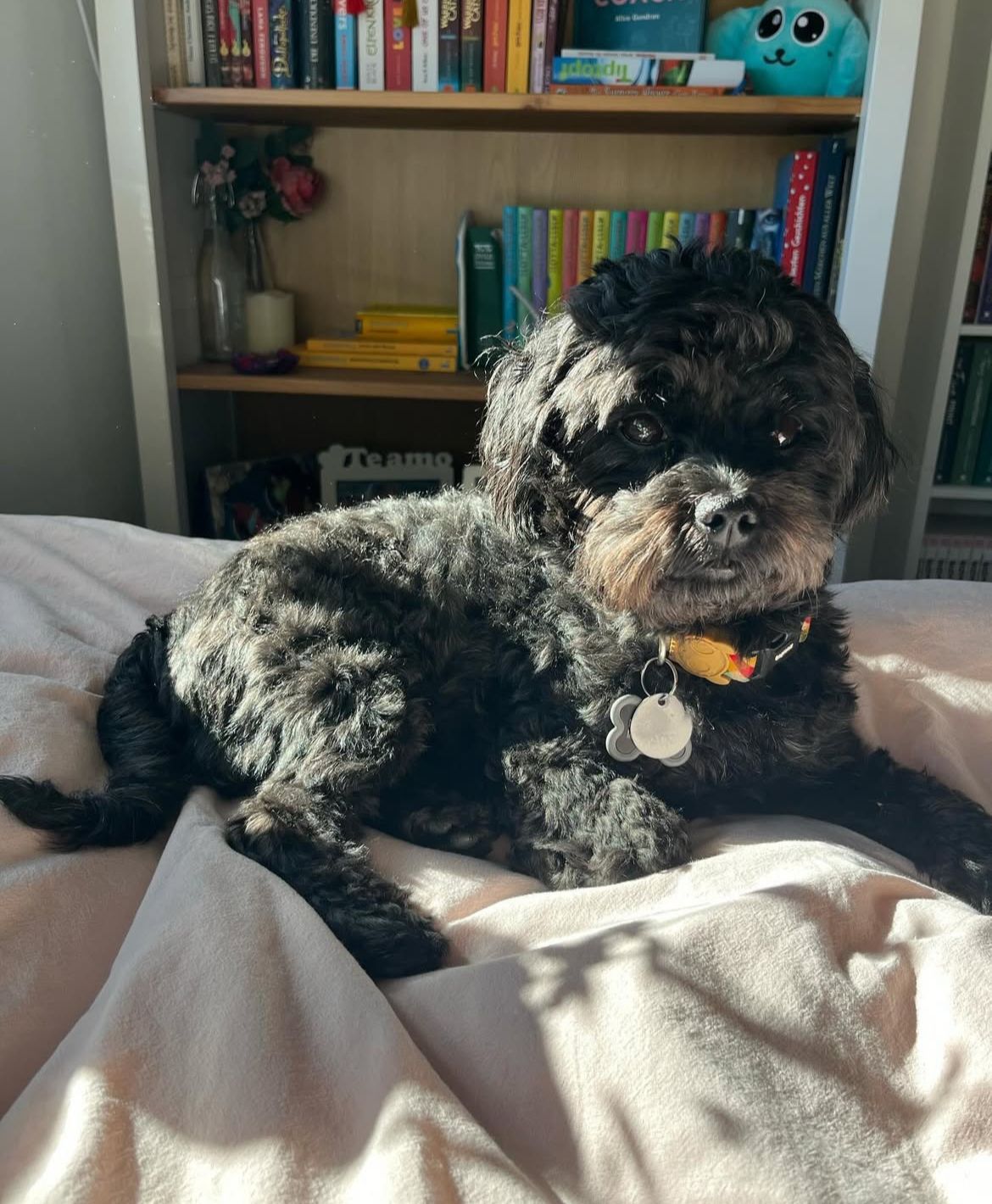 Haustier mit glänzendem Fell liegt entspannt – Symbol für Vitalität und Wohlbefinden