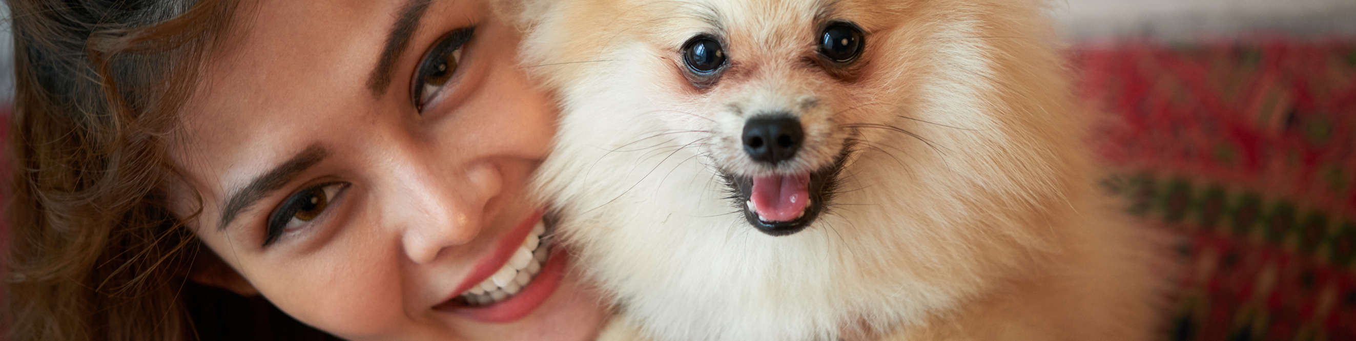 Nahaufnahme Frau und Spitz Hund, liebevolle Haustierpflege