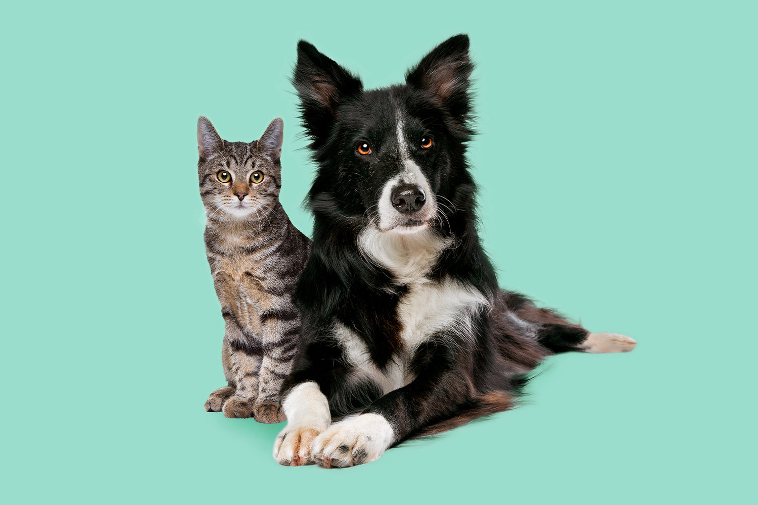 Hund und Katze vor grünem Hintergrund